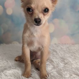 Chihuahua Puppies from Barbie's Baby Chihuahuas