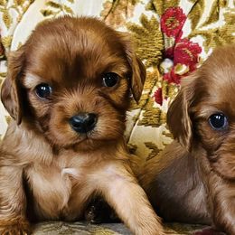 Cavalier King Charles Spaniels from Echo Valley Cavaliers