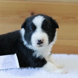AKC Grand Champion Sired (Tammy) - Black female Border Collie puppy in Noble, Oklahoma from CheckItOut Border Collies