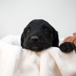 Storm (pink) - Black female Goldendoodle puppy in Lafayette, Alabama from Sweethaven Kennels