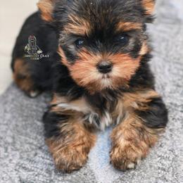 Yorkshire Terrier Puppies from Essence of Grace Yorkies