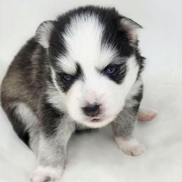 Kayce - Black and white male Pomsky puppy in Christiana, Tennessee from Smoky Mountain Pomskies