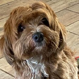 fire - Havanese