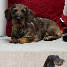 Ursula - Dachshund