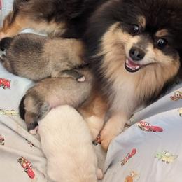 Pomeranian Puppies from Passionate PomPoms