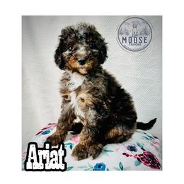 Ariat - Merle female Bernedoodle puppy in Belleville, Michigan from Moose Tracks Bernedoodles