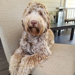 Toffee - Australian Labradoodle