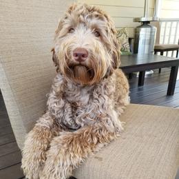 Toffee - Australian Labradoodle