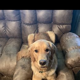 Aussiedoodles, Goldendoodles, and Golden Retrievers from Cochran’s Doodles