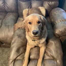 Aussiedoodles, Goldendoodles, and Golden Retrievers from Cochran’s Doodles