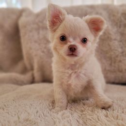 Sky (2300) - White Chihuahua puppy in Titusville, Florida from ChibiChi