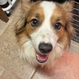 Nova - Pembroke Welsh Corgi