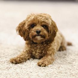 Cavalier King Charles Spaniel and Cavapoo All Grown Up from Adore Puppies
