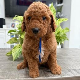 Dark blue - Red  male Goldendoodle puppy in Bakersfield, California from Lavish Doodles