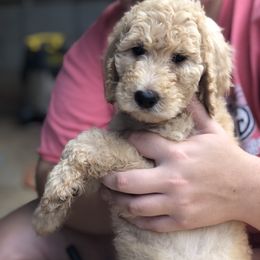Aussiedoodle, Bernedoodle, and Poodle Puppies from Megan’s Spoiled Standards
