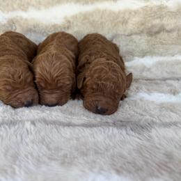Girl 1 - Red  female Goldendoodle puppy in Rush, New York from Care Bear Puppies