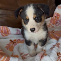 Pumpkin - Black and tan male American Corgi puppy in Graham, Texas from Wild West Corgis