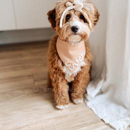 Ever - Goldendoodle