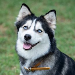 Luna - Pomsky