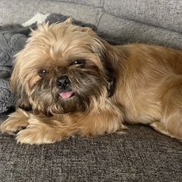 Ewa - Shih Tzu