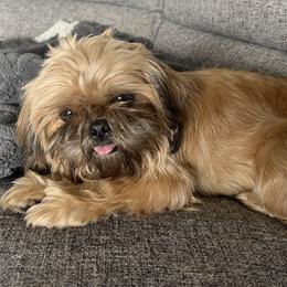 Ewa - Shih Tzu