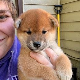 Tails - Red male Shiba Inu puppy in Marshall, Minnesota from Tobitatsu Shiba Inu