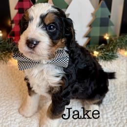 Jake - Tri-color male Bernedoodle puppy in Perrysville, Ohio from Pleasant Valley Bernedoodles