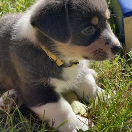 6 - Blue female Pembroke Welsh Corgi puppy in Sparta, New Jersey from CrestCottage Corgis