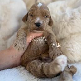 Obi-Wan - Apricot male Goldendoodle puppy in Gilbert, Arizona from Doodle Bliss