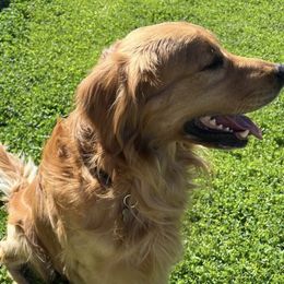 Tinkerbelle - Golden Retriever