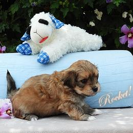 Rocket - Red sable male Havanese puppy in Salt Lake City, Utah from Steal Your Heart Havanese