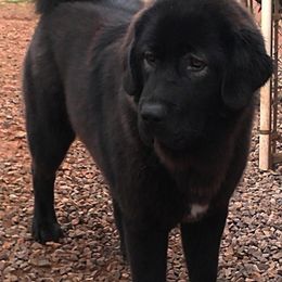 Tibetan Mastiffs from Aujudon Tibetan Mastiffs