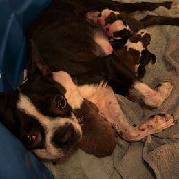 C. Red Girl - Red female Boston Terrier puppy in Mc Donough, Georgia from Ballard Boston Terriers