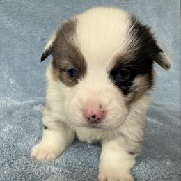 Braeburn(Blue Merle) - Blue merle and white male American Corgi puppy in Scottown, Ohio from Wyndy Ridge Corgis