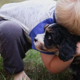 Aussiedoodles from Blue Diamond Puppies