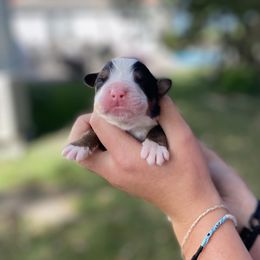 Boy 2 - Bernese Mountain Dog puppy from Milan Berners