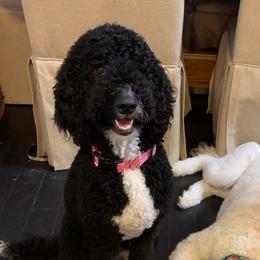 Dash - Goldendoodle