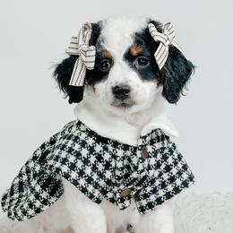 Lisa - Tri-color female Bernedoodle puppy in Otisville, Michigan from Danie’s Darling Doodles LLC