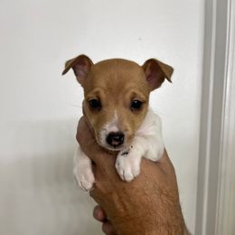 Ginny pup 1-A - White and tan male Toy Fox Terrier puppy in Clermont, Florida from Debbie Hiles's Toy Fox Terriers