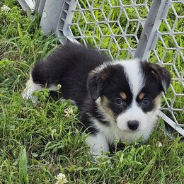 Ziti - Black and tan female Pembroke Welsh Corgi puppy in Rensselaer, Indiana from Sharand MAS and Pembroke Welsh Corgis