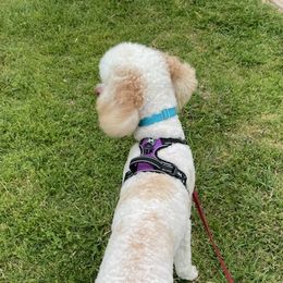 Goldendoodles and Poodles from Rainbow Poodles and Doodles of Oklahoma