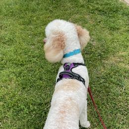 Goldendoodles and Poodles from Rainbow Poodles and Doodles of Oklahoma
