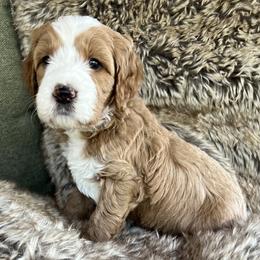 Wyatt - Red  male Goldendoodle puppy in Placerville, California from New Dawn Poodles and Doodles
