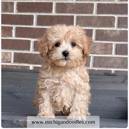 Petey - Apricot male Goldendoodle puppy in Swartz Creek, Michigan from Michigan Doodles
