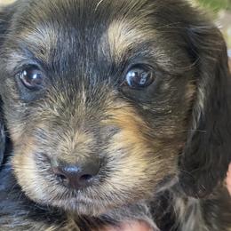 Iris/dark green collar - Black and cream Dachshund puppy in Great Bend, Pennsylvania from Dashing Doxies