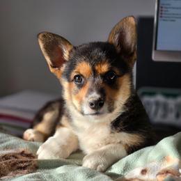 Hashbrown - Black and tan female Pembroke Welsh Corgi puppy in Briggsdale, Colorado from Lovebird Corgis