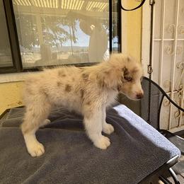 Australian Shepherd Puppies from Al Sira Australian Shepherds