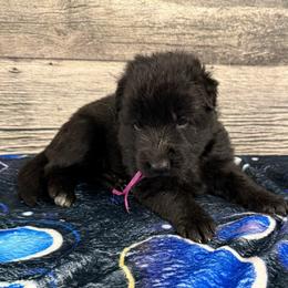 Pink black female - Black female German Shepherd puppy in Herrick, South Dakota from Dakota Shepherds Kennels
