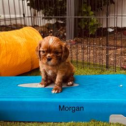 Morgan - Ruby male Cavalier King Charles Spaniel puppy in Temecula, California from McKenna Cavaliers in Southern California