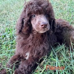 Flannel with training - Brown male Poodle puppy in Boonville, North Carolina from Doods & Dolls